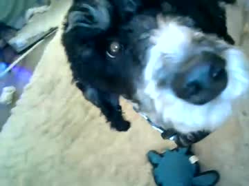 sweetestsavannah  female  webcam