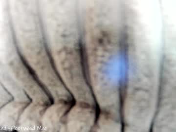 female cam girl x_lily_x image #3510754